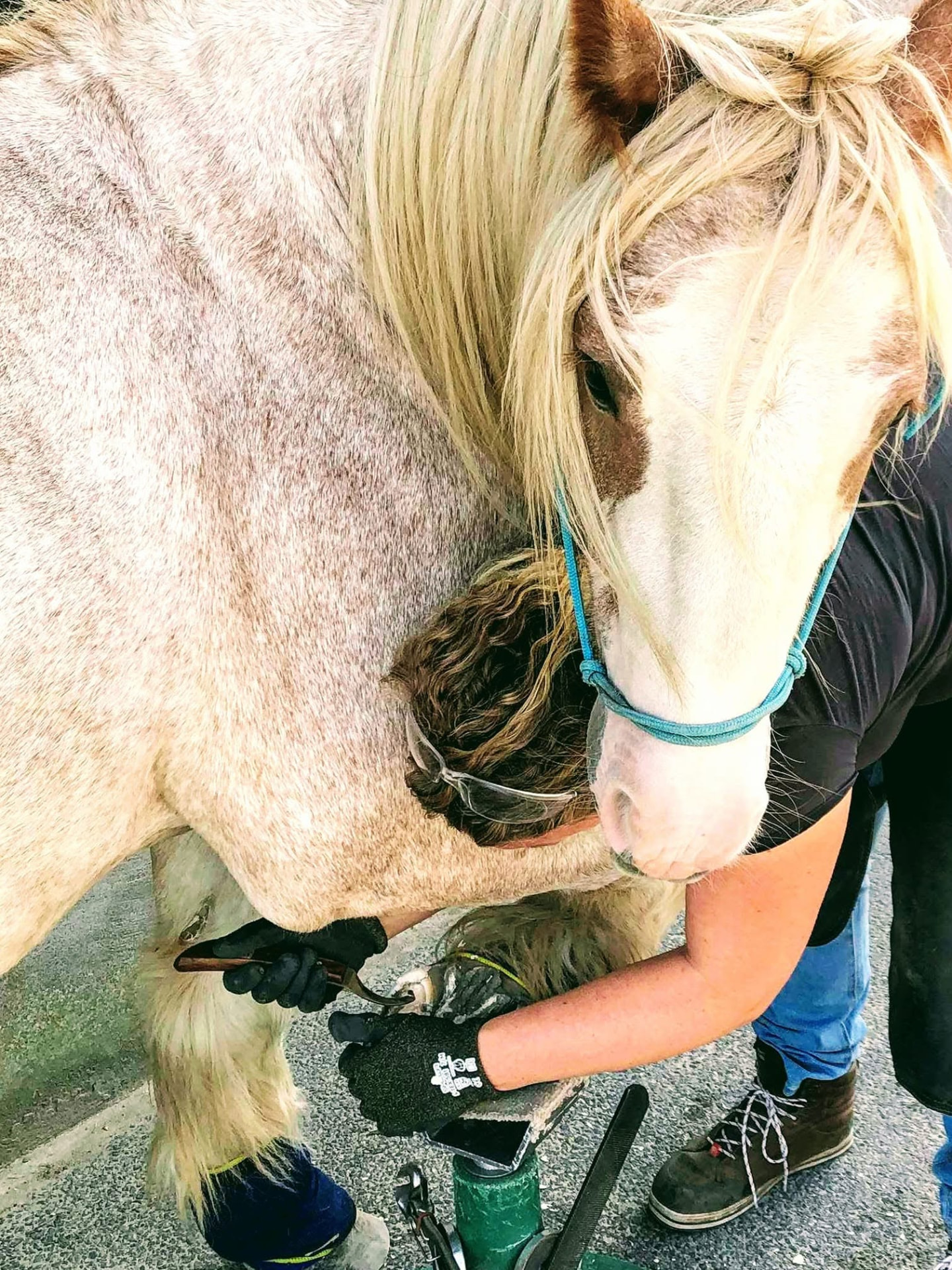 Hoefverzorging: de hoef van een lichtgekleurd paard wordt bewerkt