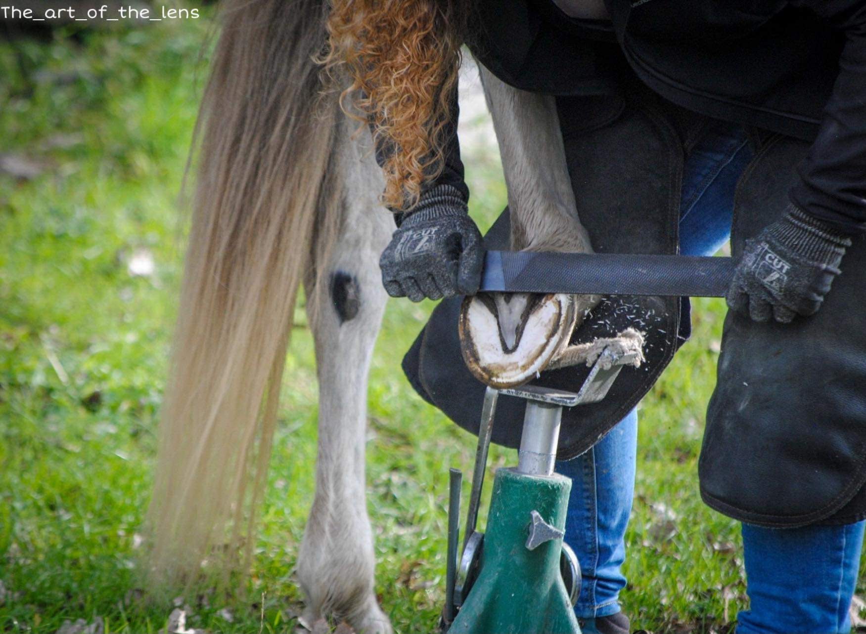 Buiten wordt de hoef van een schimmelpaard op een hoefstandaard gerast