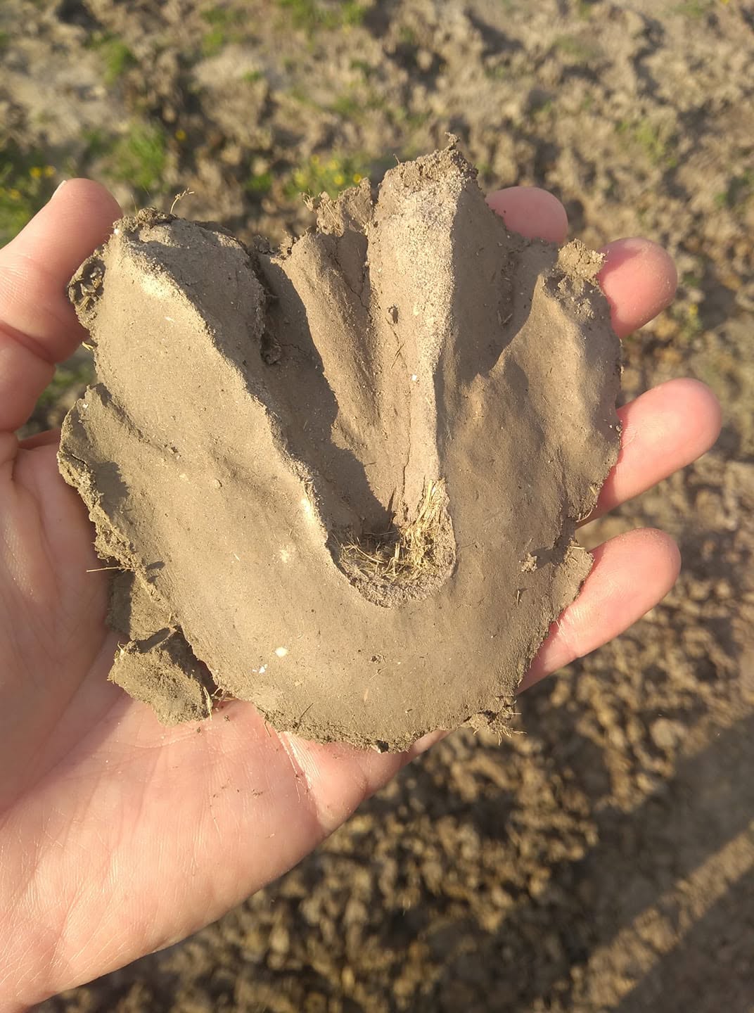 Een kleiafdruk van de onderkant van een paardenhoef in de hand